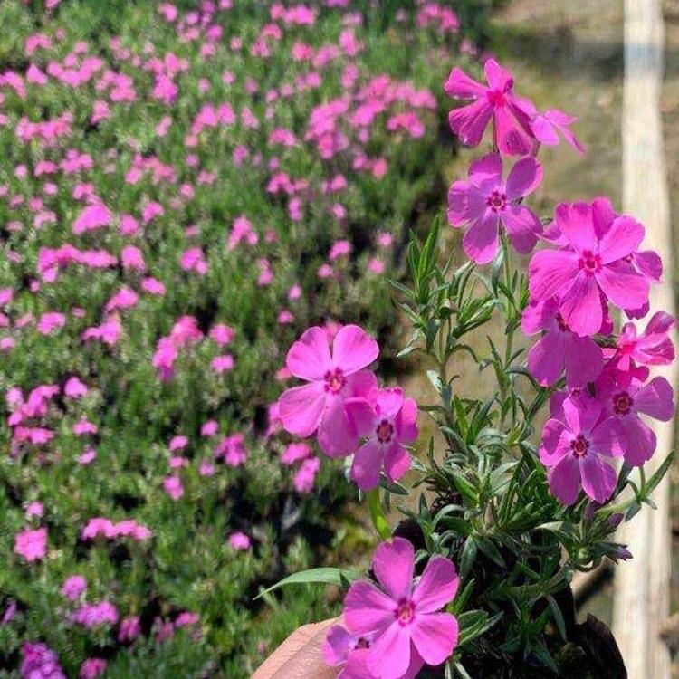 丛生福禄考（芝樱）批发价格 花海工程用苗 园区绿化