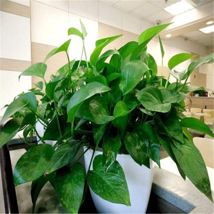 西安花卉租赁价格西安花卉租摆价格西安办公室花卉租赁哪家好西安花卉租赁哪家好西安花卉租摆哪家好西安办公室租花