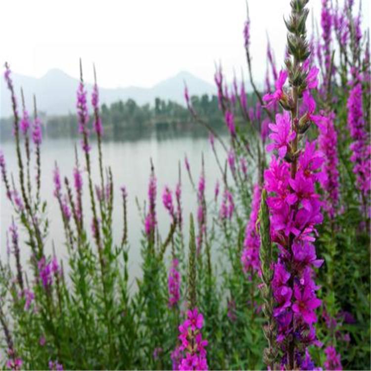 千屈菜基地厂家批发 绿化工程 花海景观 启诺花卉