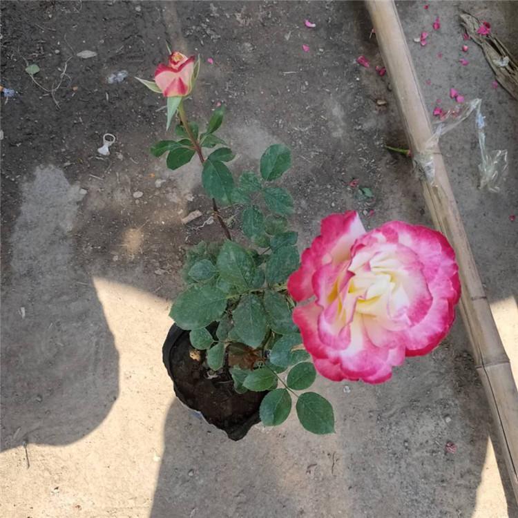 月季种植基地  山东月季  月季盆栽  大量出售
