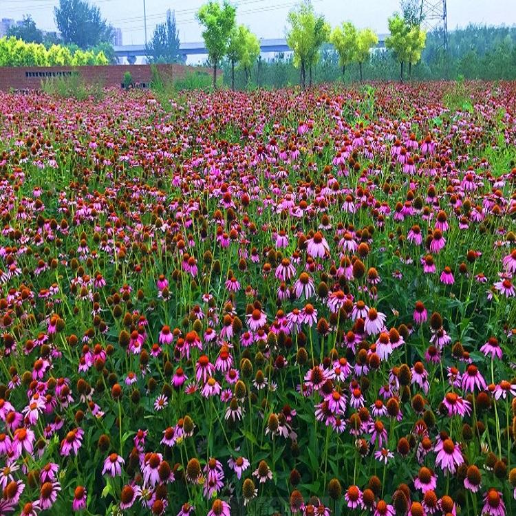 花海报价 青州花卉基地供应 花卉基地销售