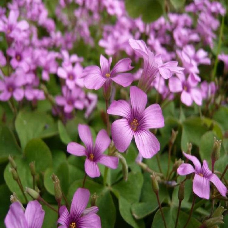 红花酢浆草基地价格批发 青州时令草花 花海 花坛 地被 绿化工程