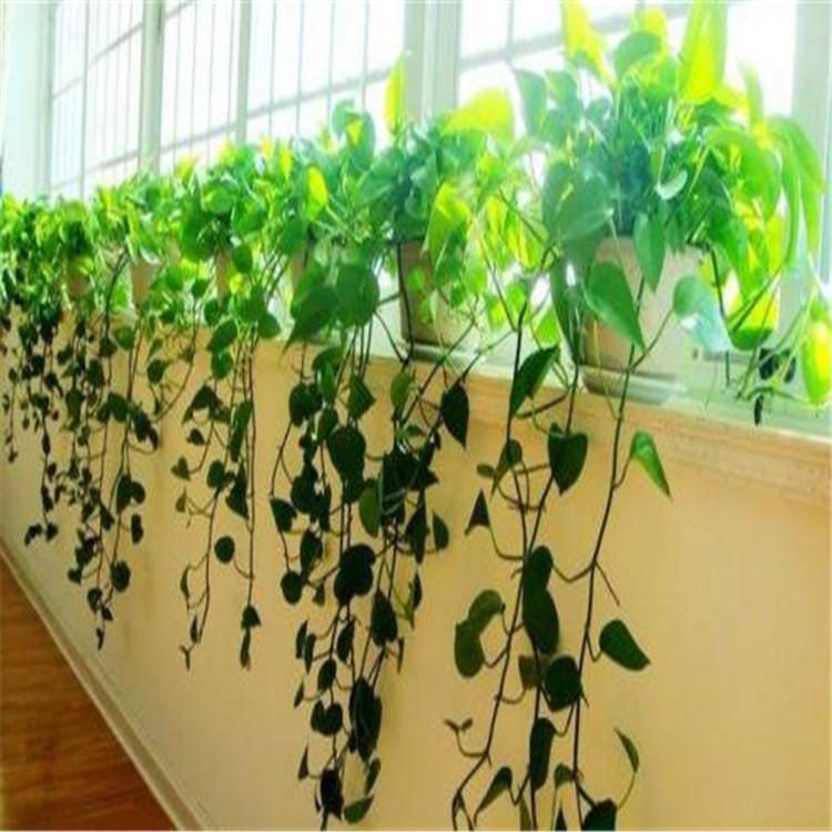 西安室内绿植租摆西安室内绿植租摆哪家好西安室内绿植租摆公司西安医院花卉租摆西安商场绿植租摆