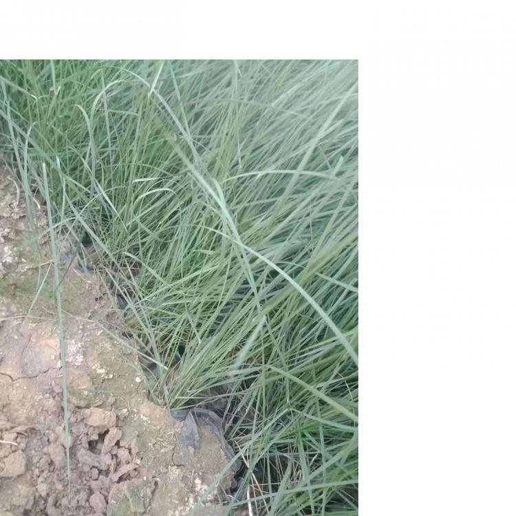 粉黛乱子草  杯苗粉黛乱子草 粉黛乱子草价格