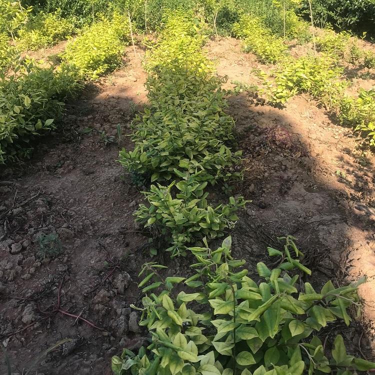 金叶女贞批发 基地大量供应 绿化苗木 工程用苗 公路绿化带
