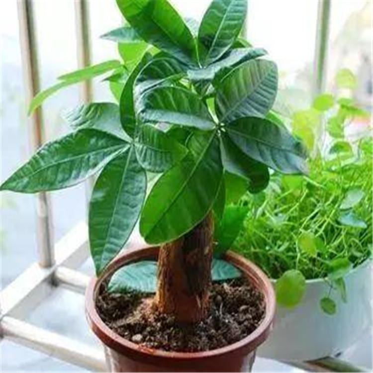 西安绿植租赁公司西安绿植租赁哪家好西安绿植租赁价格西安绿植租赁哪家便宜陕西绿植租赁公司陕西绿植租赁公司哪家好陕西绿植租赁哪家好陕西绿植租赁哪家便宜