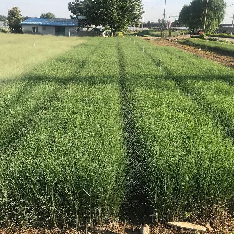 狼尾草批发 观赏草种植基地 绿化工程用苗