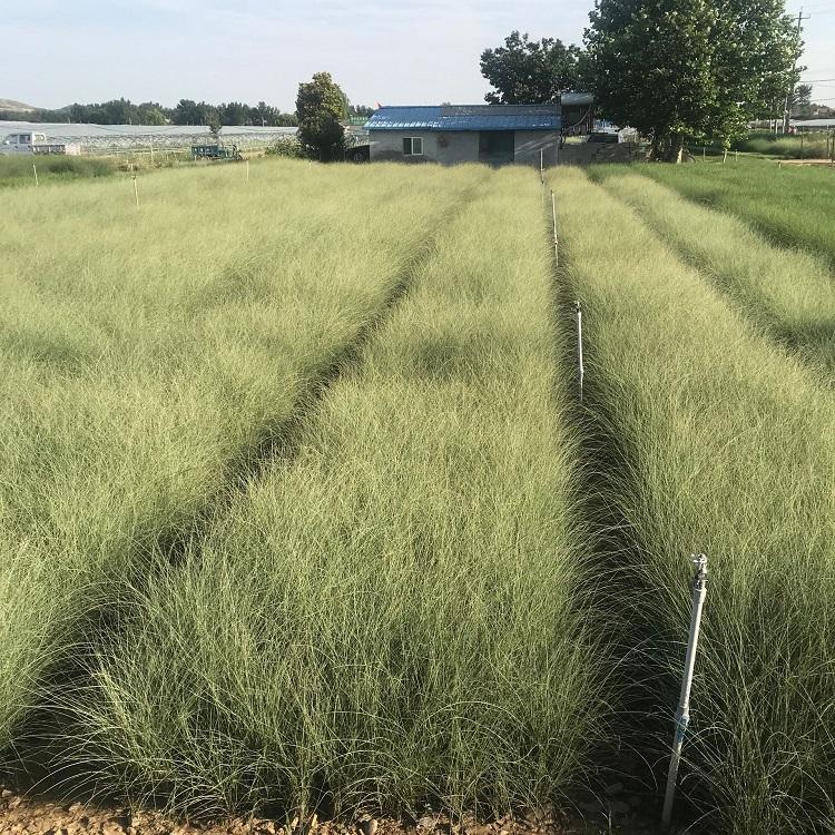 细叶芒苗种植基地 绿化工程用苗 农户大量供应