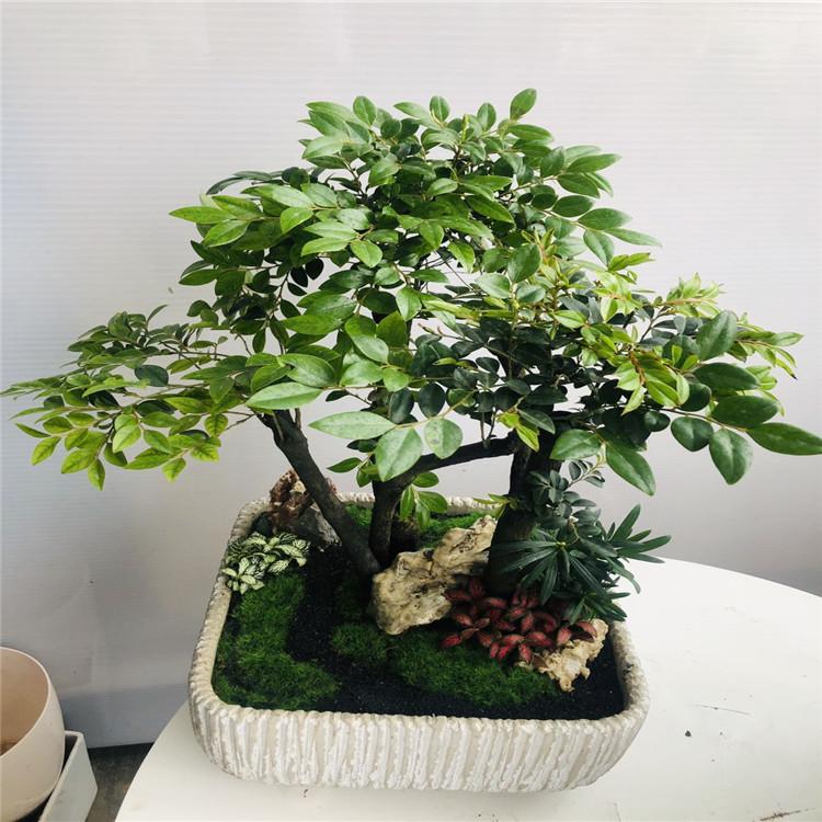 西安艺术盆栽哪家好西安艺术盆栽西安艺术盆栽哪家便宜陕西艺术盆栽陕西艺术盆栽哪家好陕西艺术盆栽哪家便宜西安盆栽哪家好陕西盆栽哪家好