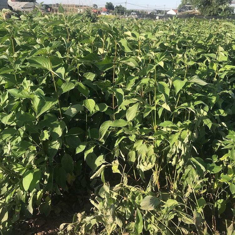 红端木基地批发价格 绿化工程色块用苗 观赏植物