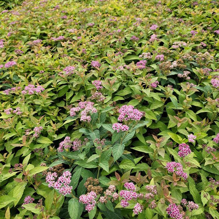 绣线菊 日本粉花绣线菊供应商 顺菊花卉