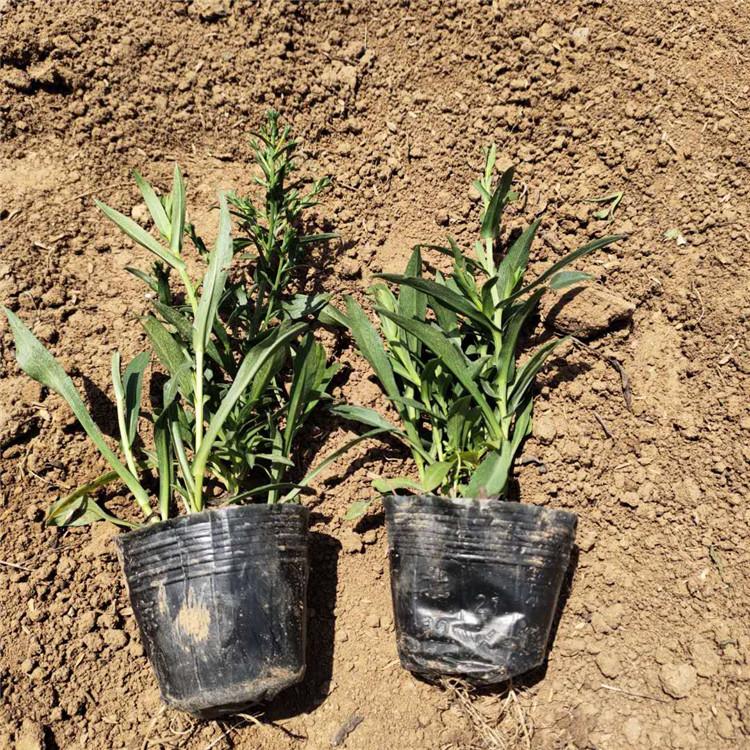基地直售 家庭摆放荷兰菊 荷兰菊基地直销