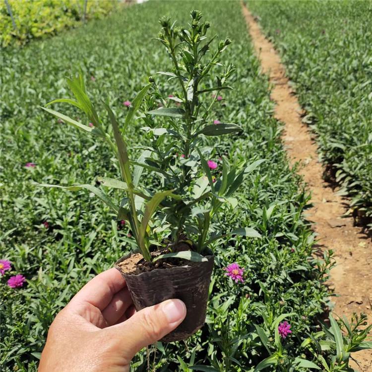 花海优良品种 家庭摆放荷兰菊 荷兰菊基地直销