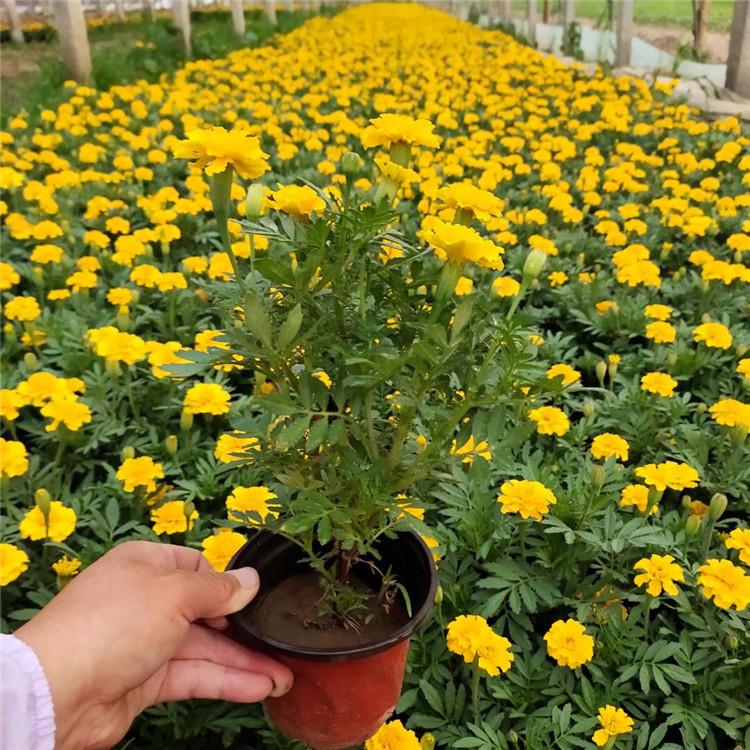 孔雀草基地 大量批发孔雀草盆栽 山东孔雀草盆栽