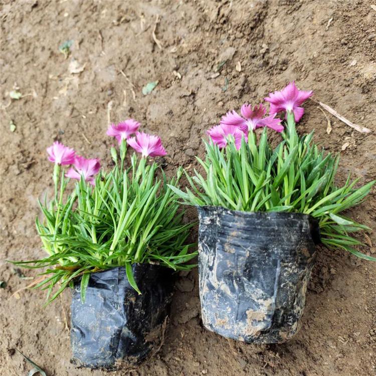 绿化用欧石竹 价格从优 青州欧石竹种植基地