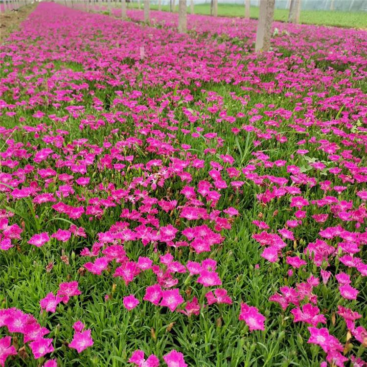 欧石竹杯苗 价格从优 山东欧石竹种植基地