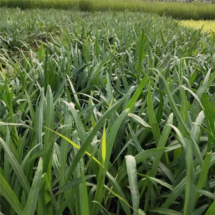 苗圃批发 蛇鞭菊苗 蛇鞭菊批发