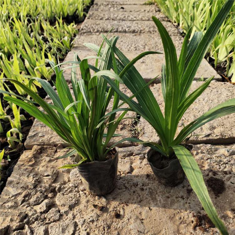 批发基地 蛇鞭菊幼苗 蛇鞭菊直销