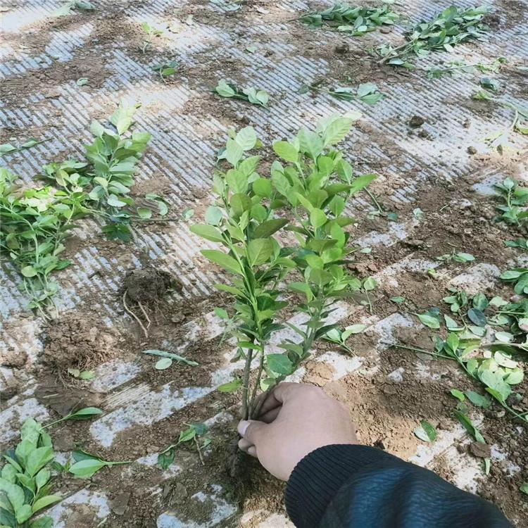 青州卫矛种植基地 苗圃直销  卫矛批发报价