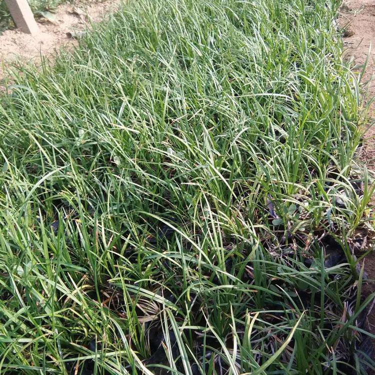 麦冬供应 青州麦冬 麦冬种植基地
