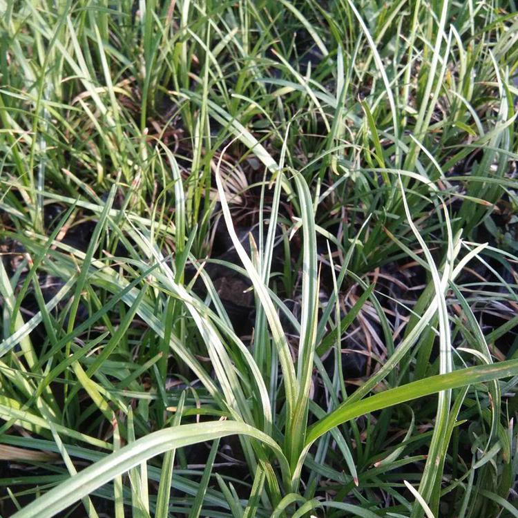 麦冬价格 山东麦冬 麦冬培育