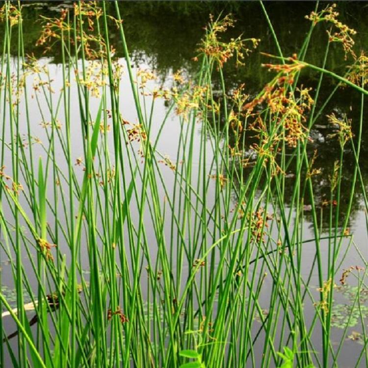 花叶金钱水葱小苗批发 绿化工程小苗 花海 水生植物