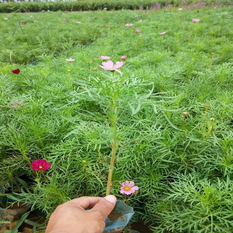 青州波斯菊价格基地波斯菊批发