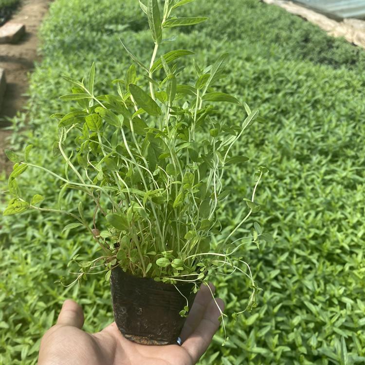 青州千屈菜价格基地千屈菜批发大量报价