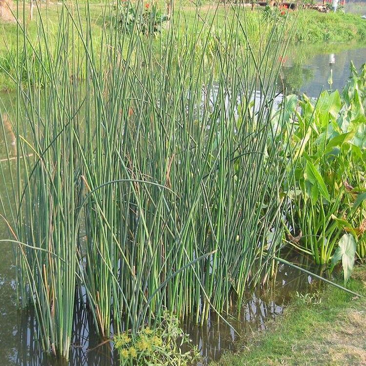 水葱小苗批发 各品种水生植物种植基地 宿根 启诺花卉