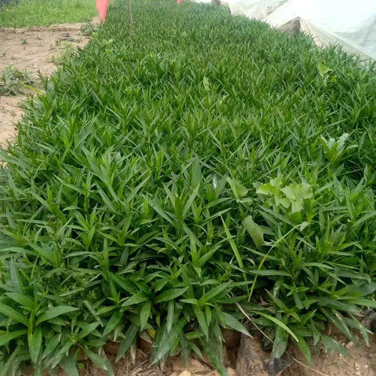 荷兰菊基地出售 荷兰菊苗子 荷兰菊批发商