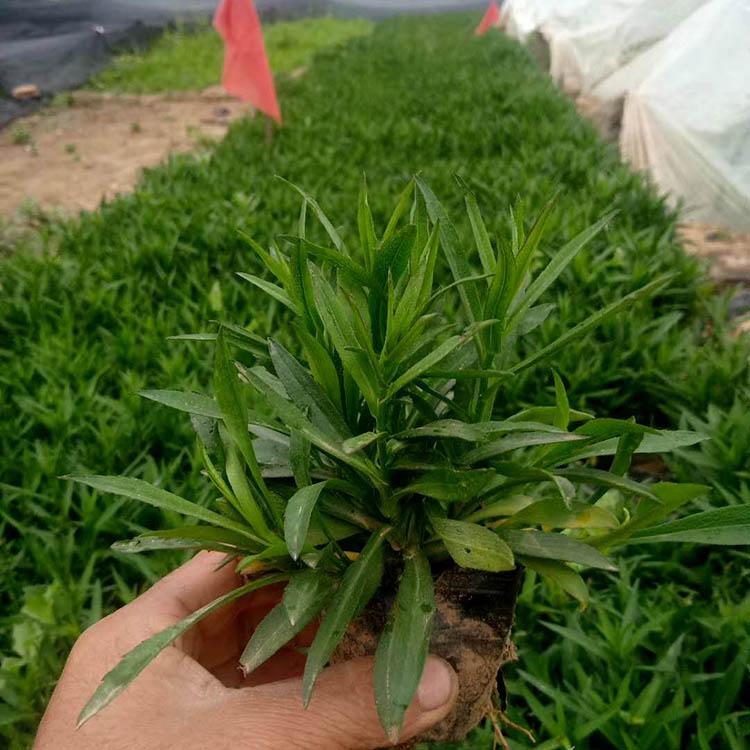 荷兰菊基地出售 观赏荷兰菊 荷兰菊批发