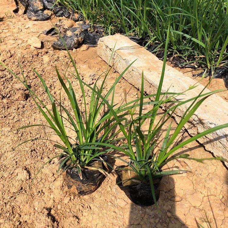 青州工程用苗种植基地 工程用苗批发商_锦帆花卉