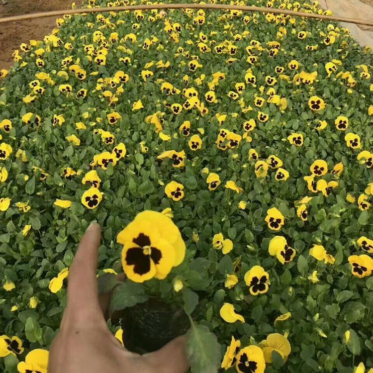 花海用苗基地 多种花海用苗供应 山东花海用苗子批售