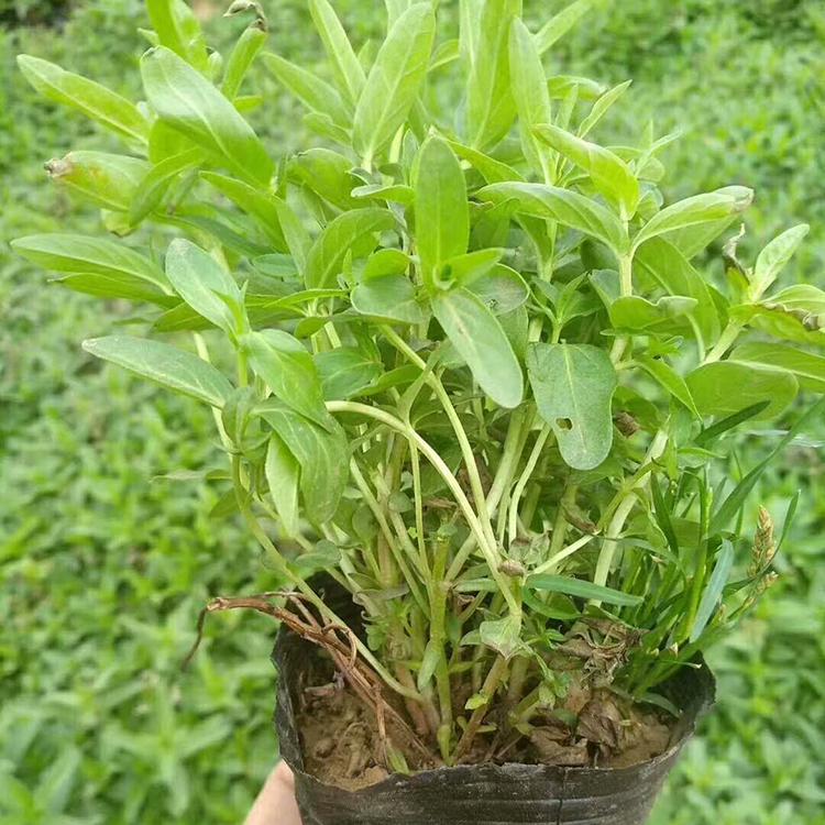 千屈菜质量优 山东千屈菜基地-青州千屈菜批发商