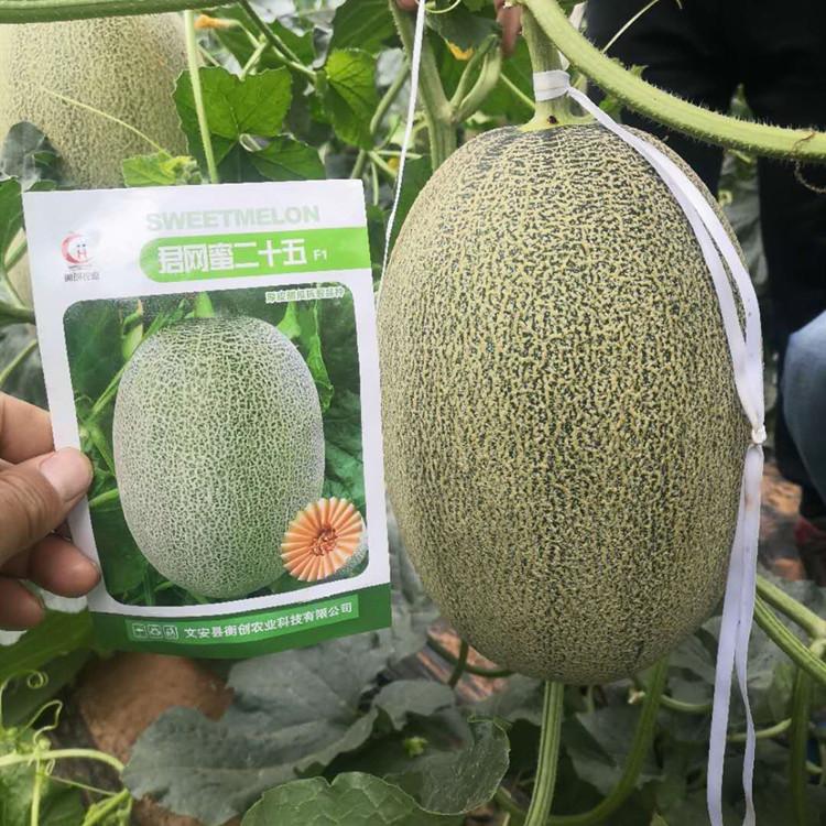 新品种哈密瓜种苗 苗子品相好 甜度高 方便运输