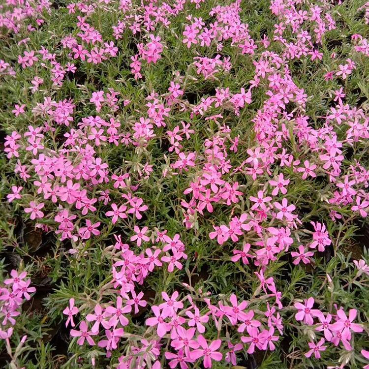 丛生福禄考-芝樱批发价格 保质保量