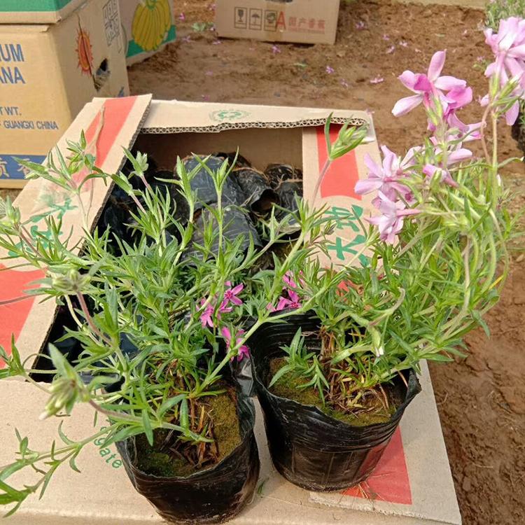 观赏芝樱-芝樱基地 量大优惠