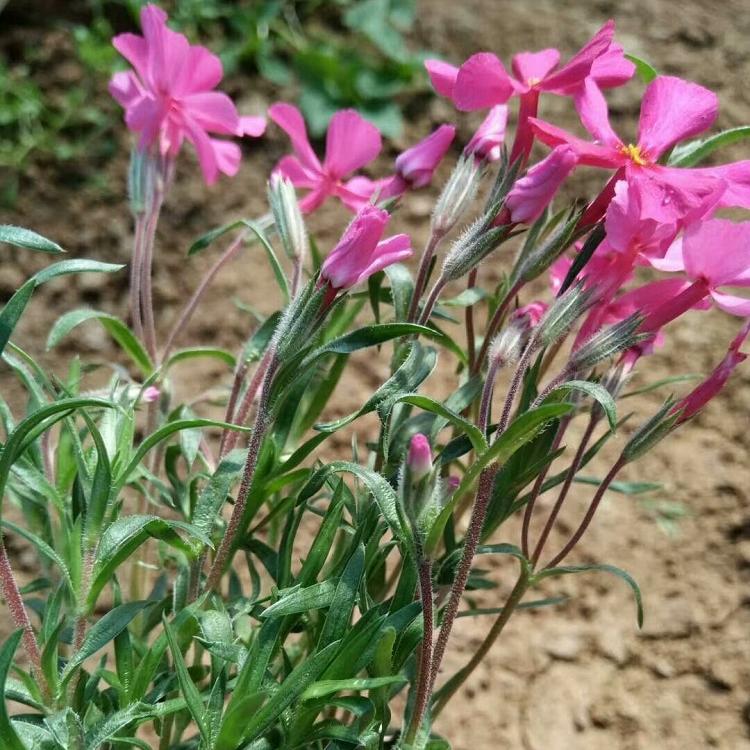 打造花海苗-芝樱价格 量大优惠