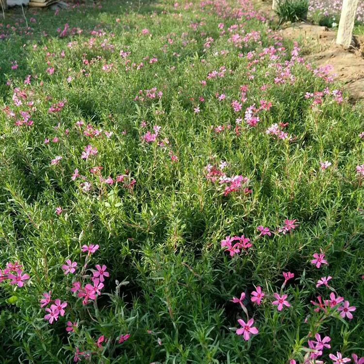 打造芝樱花海苗销售-芝樱基地-锦帆价格优惠