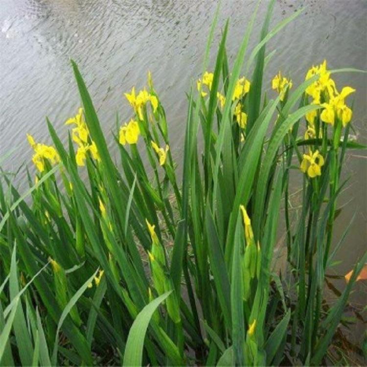 水生鸢尾批发 蓝花紫花黄花 水生植物种植基地 绿化花海工程 启诺花卉