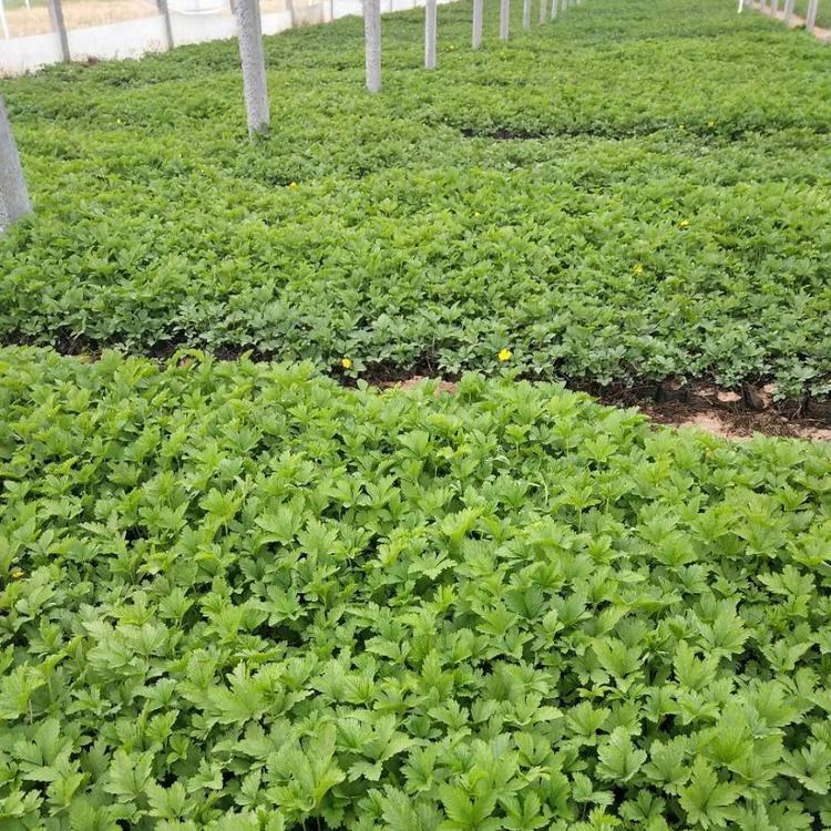 大量供应三叶委陵菜基地三叶委陵菜小苗