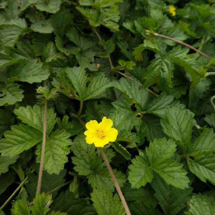 常年供应三叶委陵菜批发三叶委陵菜培育基地
