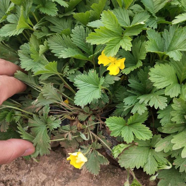 现货供应三叶委陵菜供货商三叶委陵菜培育