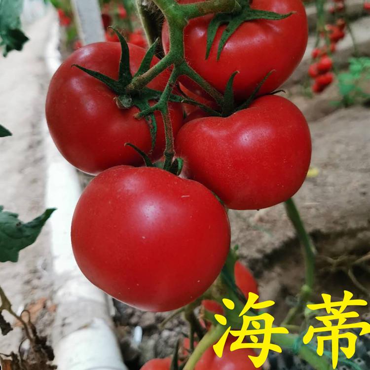 耐热西红柿苗方便运输  西红柿苗方便运输