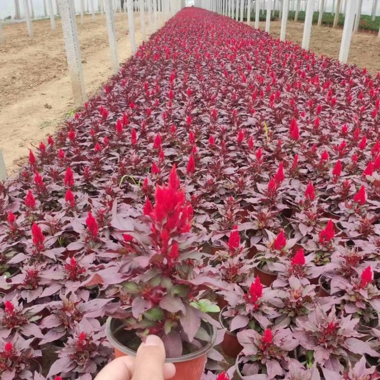 一支笔价格鸡冠花价格批发