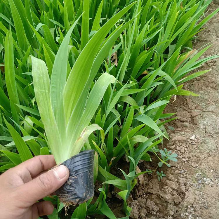 河北鸢尾供货商 青州海润花卉批售鸢尾小苗 鸢尾基地