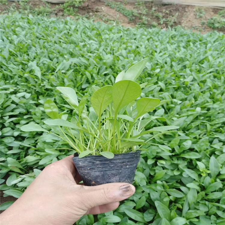 金鸡菊价格 博峻金鸡菊