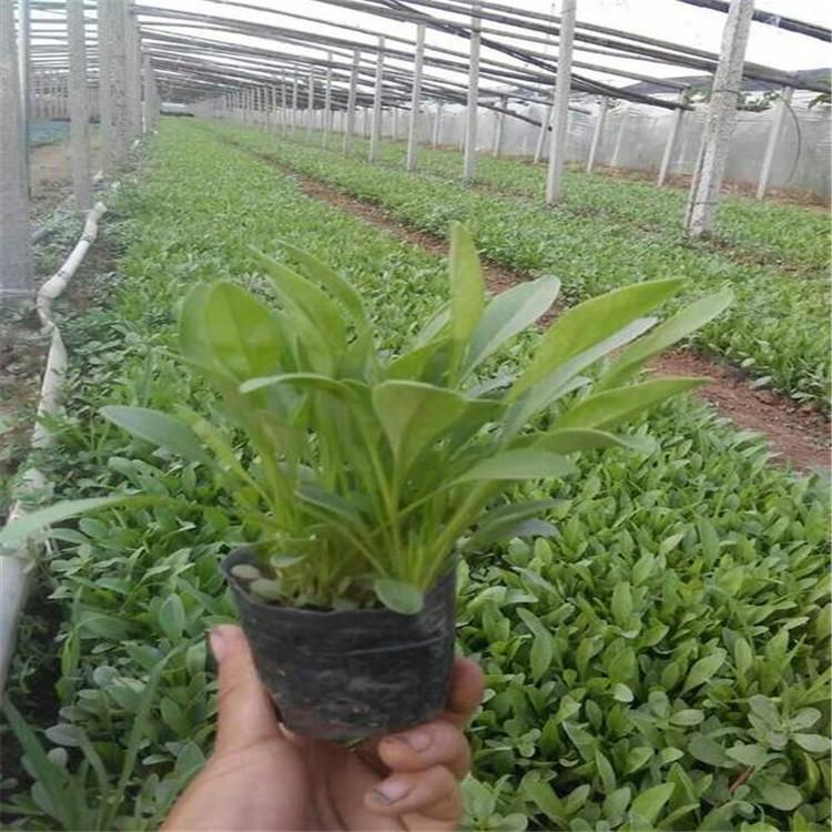 金鸡菊批发基地 金鸡菊批发价格