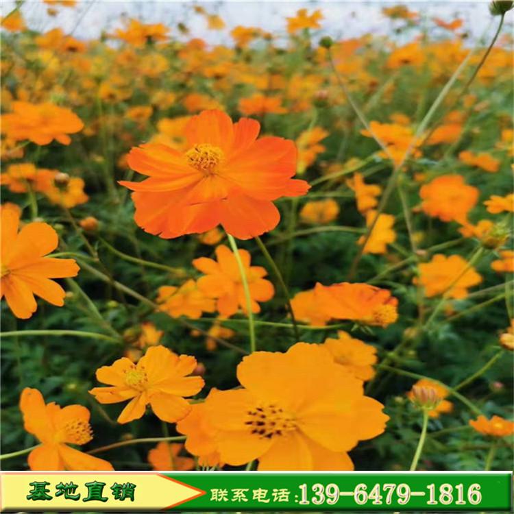 波斯菊组合景观花卉草花花海专用农庄花园波斯菊