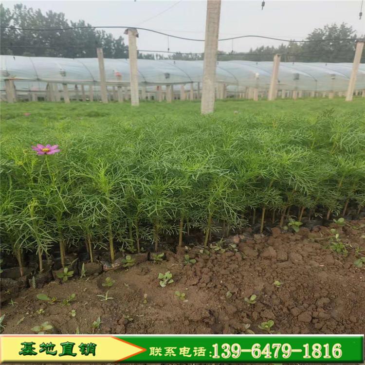 波斯菊种植基地 山东宿根地被植物批发 便宜的波斯菊